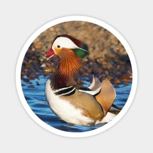 Mandarin Duck at the Pond Magnet